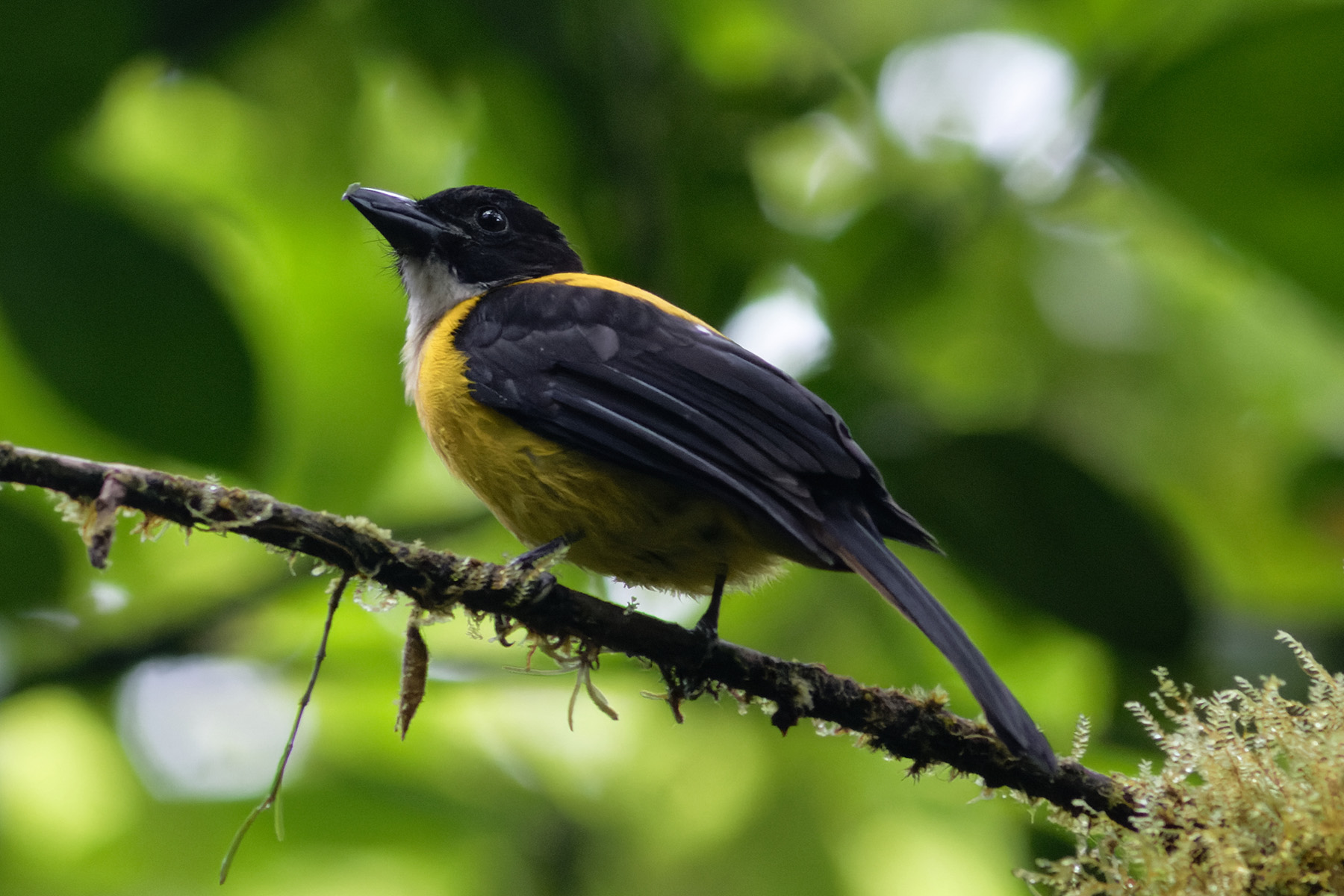 Exploring Rainforest, Language, And Culture At Costa Rica's Volcanic Hat  Tournament - Ultiworld