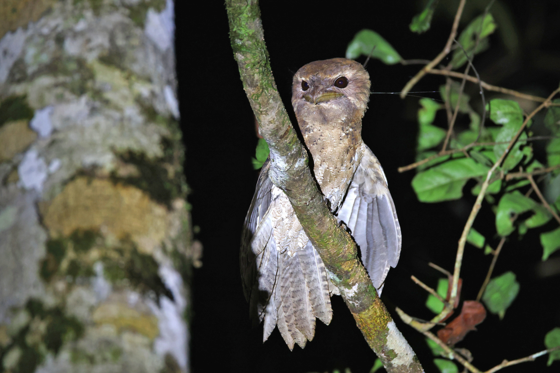 Woodcocks have the brightest white feathers ever measured, Imperial News