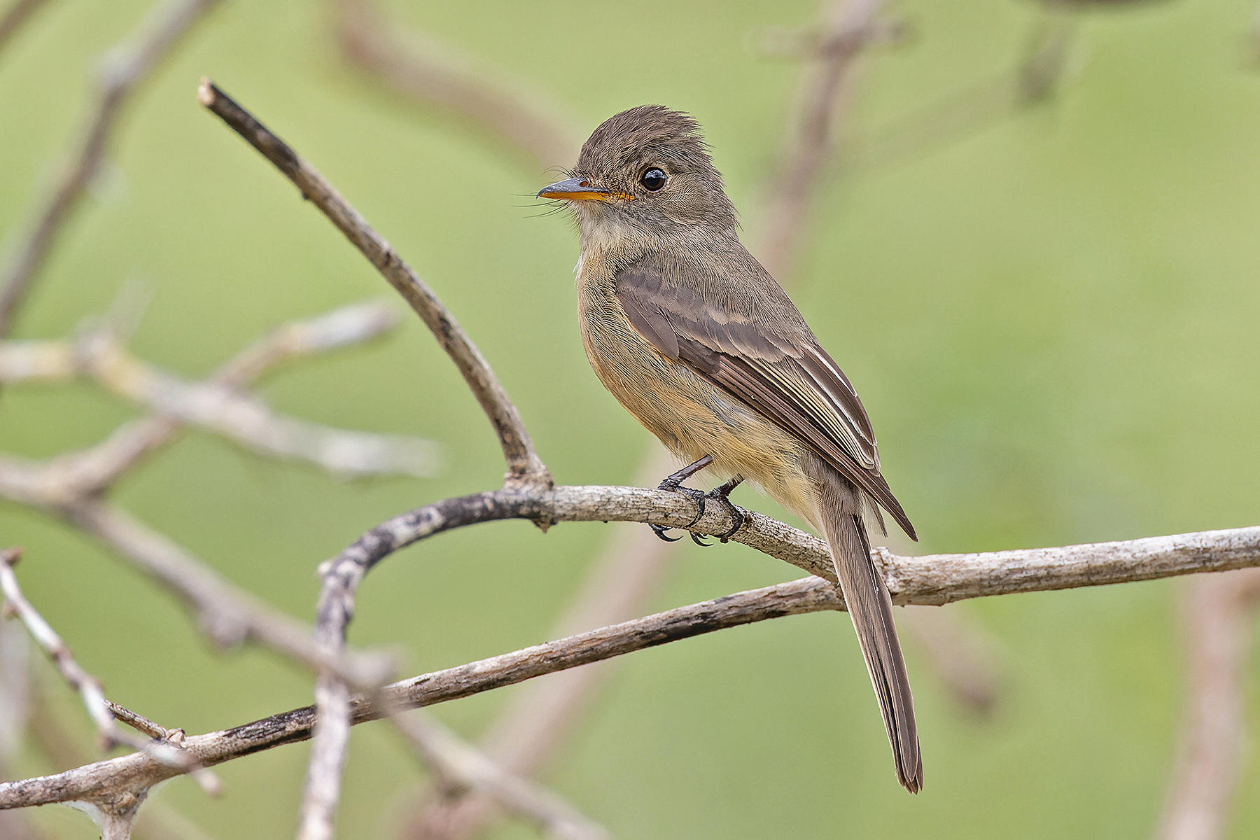 Dominican Republic Birding Tours - Puerto Rico - Jamaica