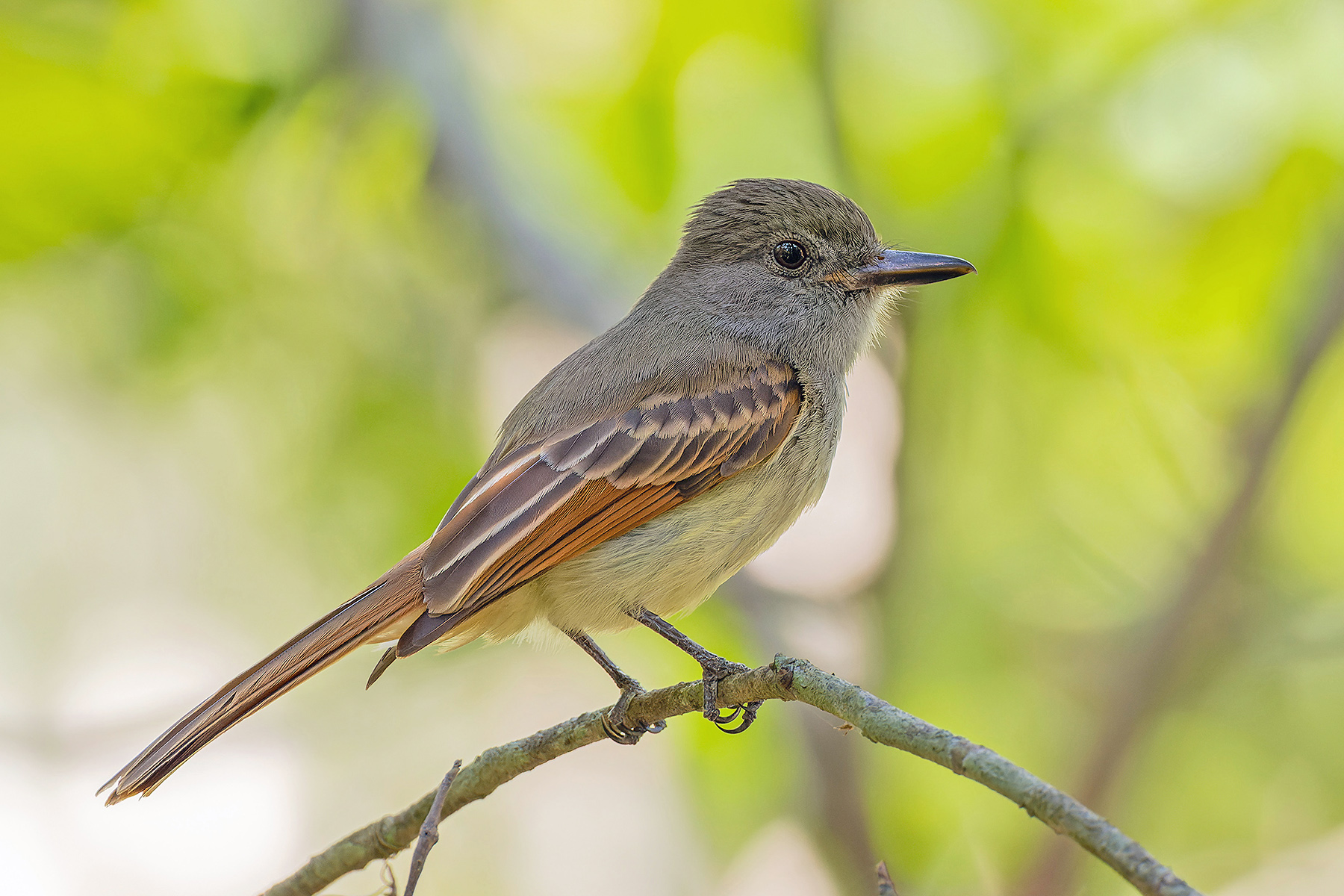 Dominican Republic Birding Tours - Puerto Rico - Jamaica