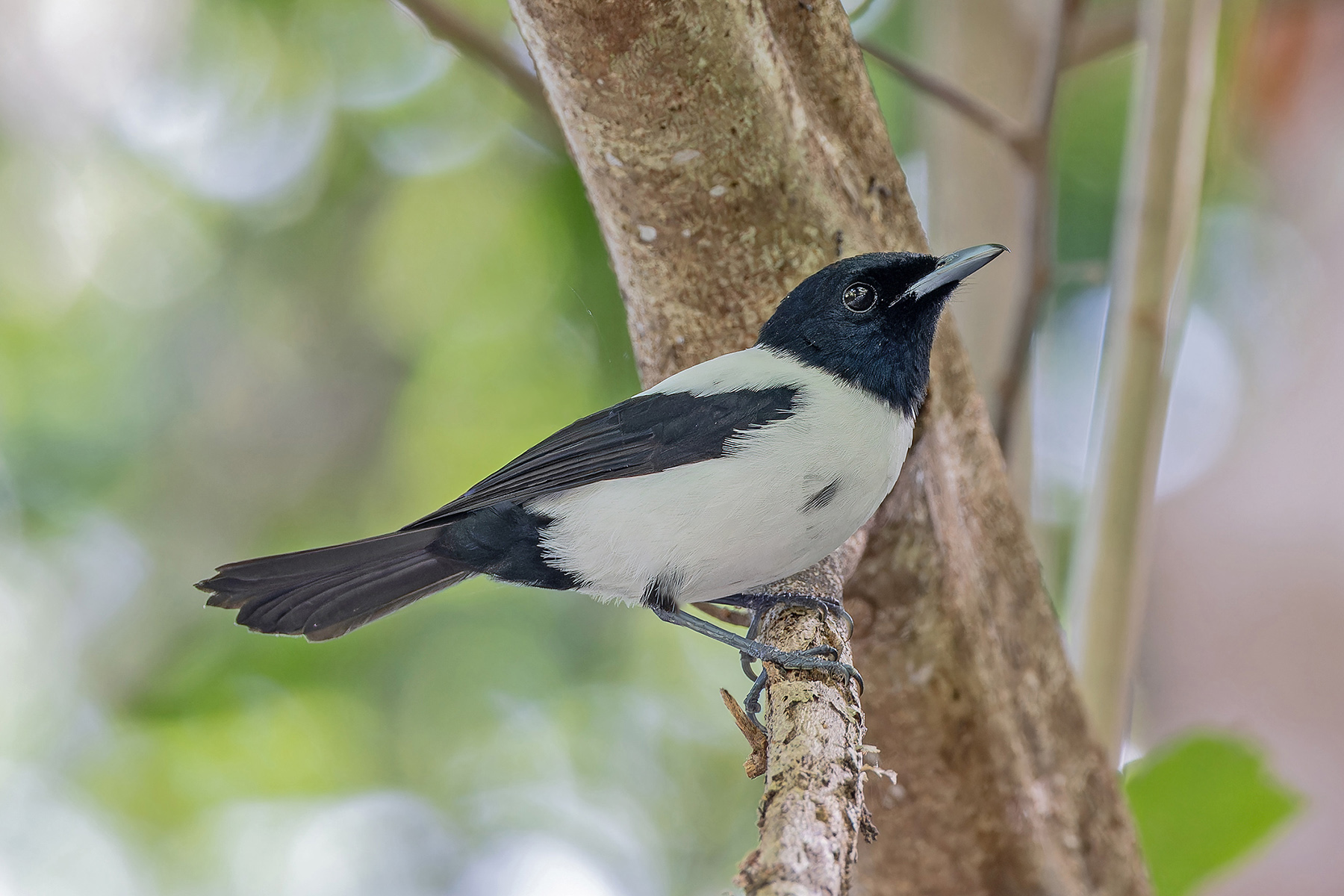 MICRONESIA TOUR REPORT 2024 - BIRDQUEST