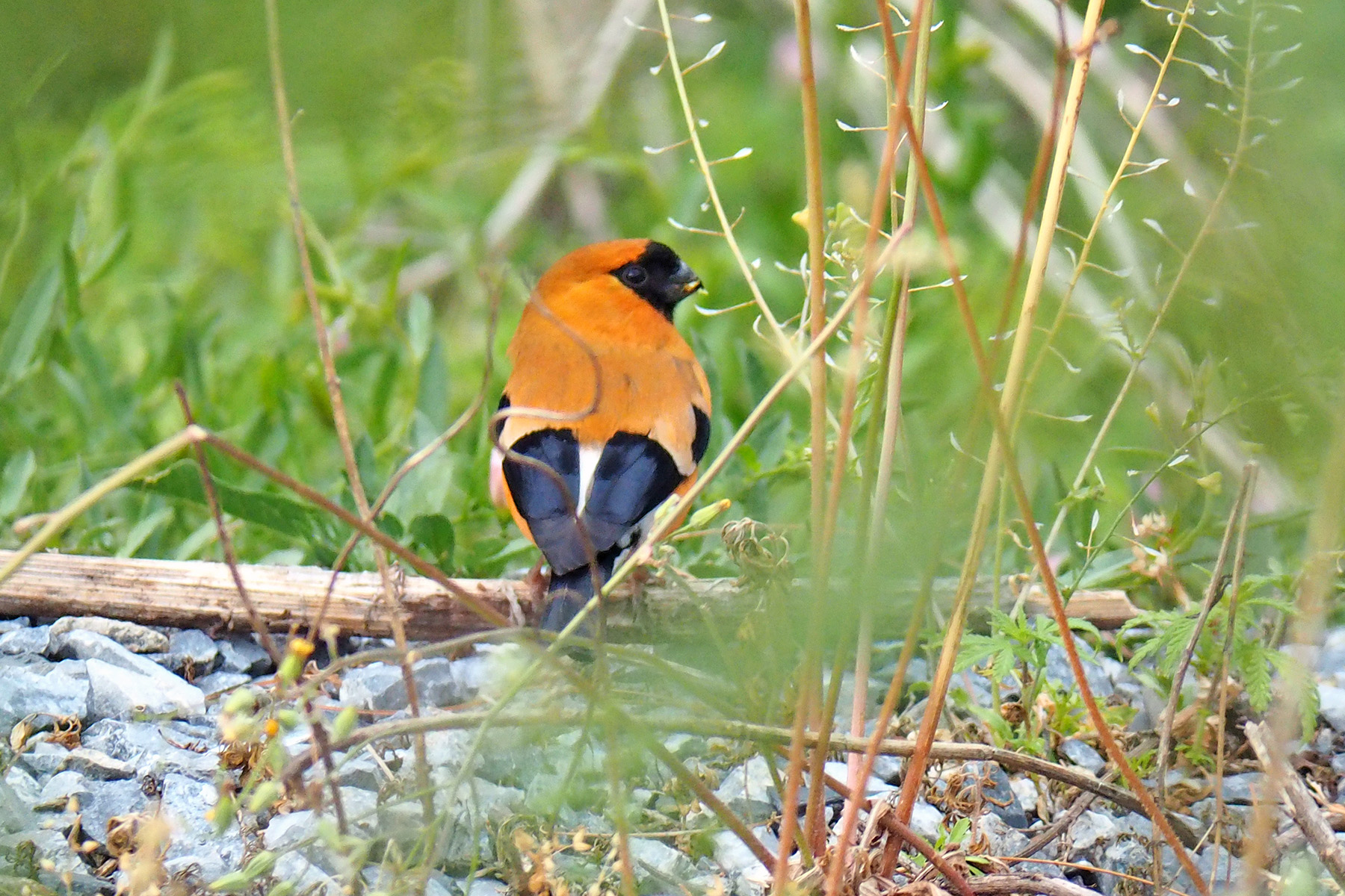 PAKISTAN'S HIMALAYAS TOUR REPORT 2024 - BIRDQUEST