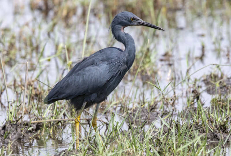 Botswana Birding Tours Programme - Birdquest Birding Tours Worldwide