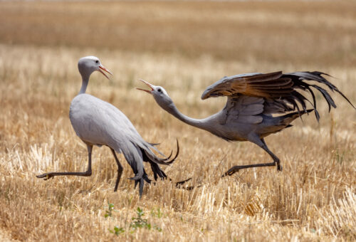 News & Reports from Birdquest Birding Tours Worldwide